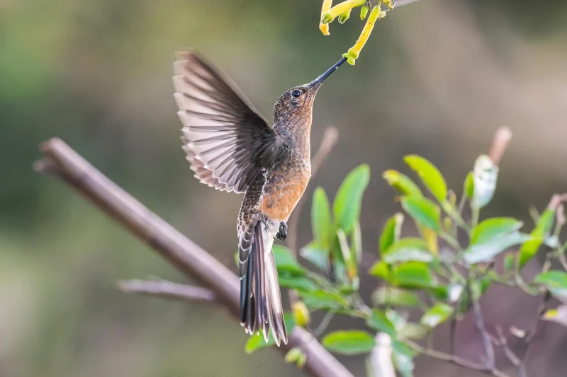 Hummingbird feeding on flower nectar