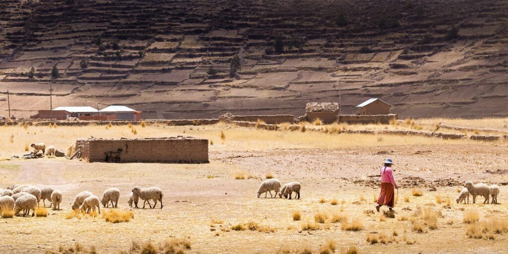 Shepherd with sheep in rural landscape
