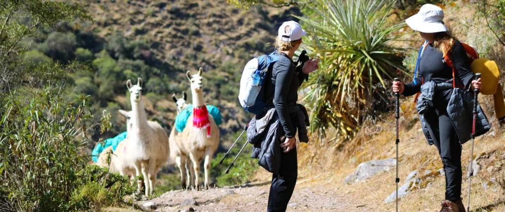 hiking lares trek with llamas