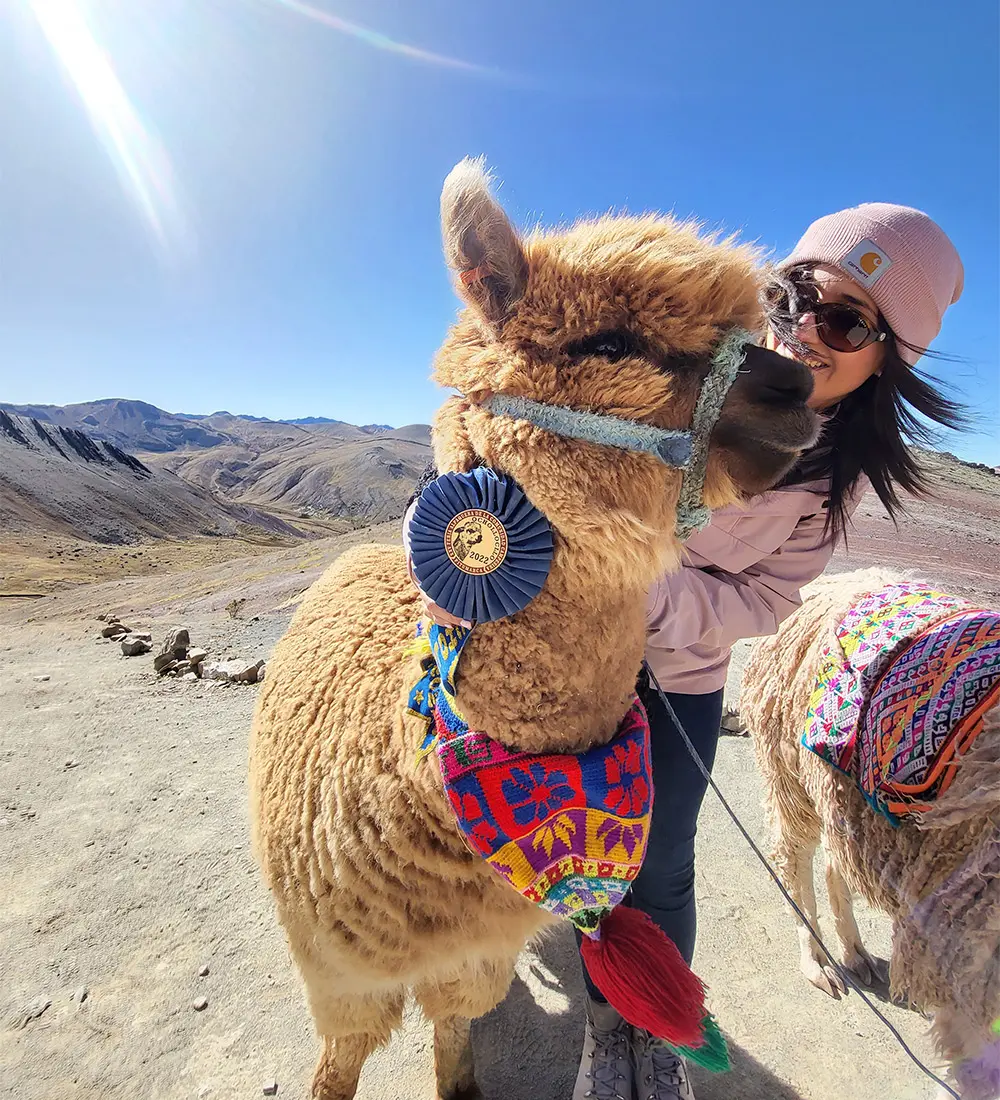llamas in Rainbow mountain peru llamas in Rainbow mountain peru